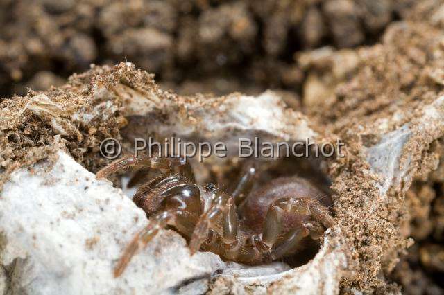 Atypidae_4312.JPG - France, Araneae, Mygalomorphae, Atypidae, Mygale à chaussette (Atypus affinis), Purse-Web Spider